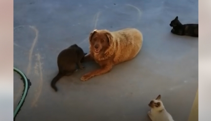 30-metis Bobi iš Portugalijos pagerino seniausio šuns rekordą (VIDEO)